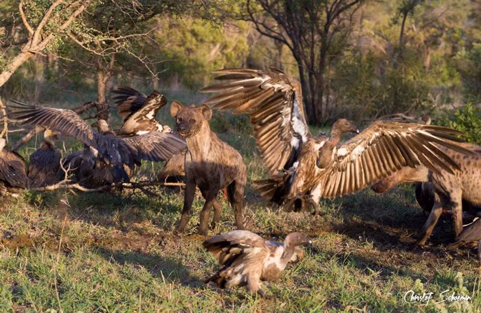 Hình ảnh một con linh cẩu tức tối, gần như bất lực trong cuộc chiến dai dẳng với kền kền.