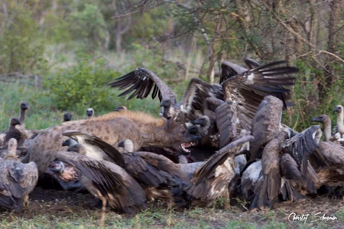 Tuy loài linh cẩu luôn tỏ ra cực kỳ hung dữ, luôn nhe nanh múa vuốt đe dọa kền kền nhưng kết quả là đàn kền kền quá đông, chúng vẫn chiếm được ưu thế và giành giật được thức ăn từ tay của của linh cẩu.