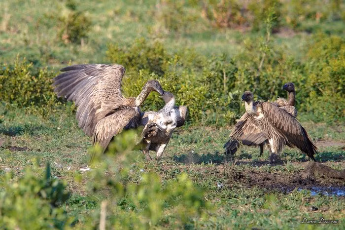 Kền kền là loài động vật chuyên ăn xác thối và chúng có một sự kiên nhẫn đáng kinh ngạc. Chúng có thể chờ đợi trong quãng thời gian dài chỉ để được ăn thịt thừa từ những xác chết đã bốc mùi hôi thối.
