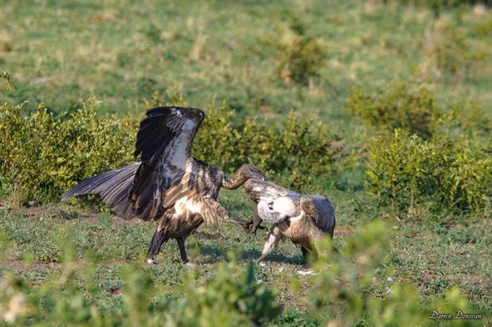 Hầu hết mọi người đều nghĩ rằng hạn hán lâu ngày sẽ khiến nhiều động vật chết khát, tuy nhiên, sự thật là còn rất nhiều lý do khác. Hạn hán khiến thực vật nơi đây không thể hấp thụ các chất dinh dưỡng từ đất, mức độ dinh dưỡng của thực vật sụt giảm nghiêm trọng. Điều này dẫn đến các loài động vật ăn cỏ không nhận được các chất dinh dưỡng cần thiết, thiếu hụt miễn dịch, dễ bị mắc bệnh và qua đời. Con trâu tội nghiệp bị kền kền và linh cẩu khoét xác là một ví dụ.