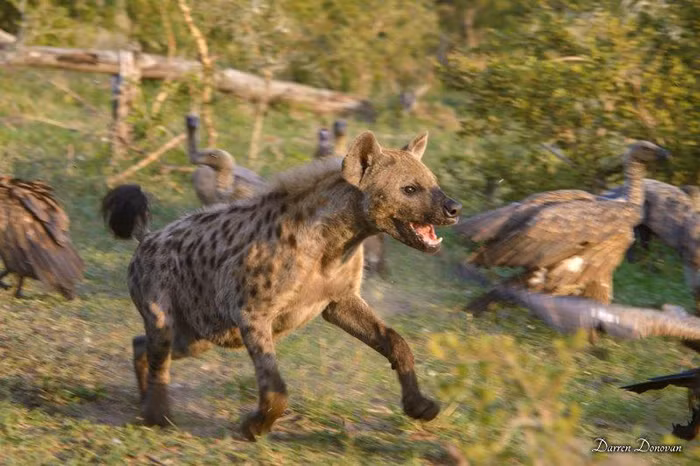 Mặc dù vậy, số lượng đông đúc và bản tính không biết xấu hổ, đàn kền kền vẫn được hưởng lợi rất nhiều.