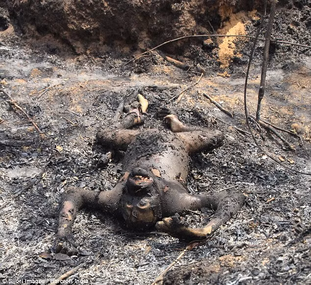 Yuli Seperi nói rằng anh cảm thấy vô cùng khó chịu khi phải chứng kiến cảnh tượng thảm khốc này, đười ươi là một con vật biểu tượng ở Indonesia và khi phải chứng kiến cảnh đười ươi bị thiêu sống do những hành động phá hoại môi trường của con người, anh rất thất vọng, đau lòng.