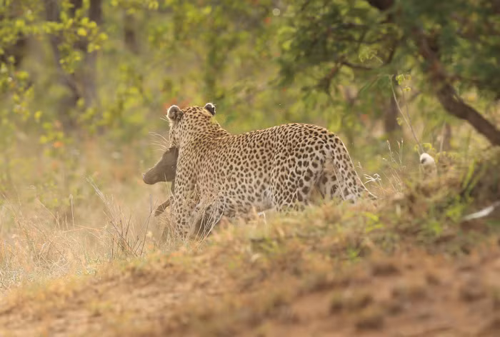 Nó quyết định tha bữa tối của mình về vùng bụi rậm an toàn và thưởng thức.