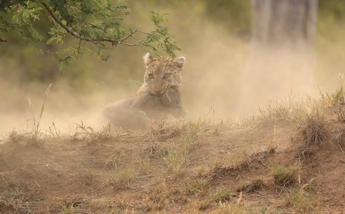 Tuy vậy, cuối cùng báo đốm dũng mãnh đã giành chiến thắng, lợn rừng mẹ với thương tích đầy người đành đau khổ nhìn con mình bị báo đốm giết chết ngay trước mắt.