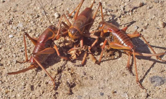 5. Những con dế Mormon thì có thể làm gì? Bạn nghĩ những con dế hiền lành và thân thiện nhưng thực chất chúng là những ác thú đích thực, nếu nguồn thức ăn được đảm bảo, chúng sẽ chung sống hòa bình. Nhưng nếu rơi vào hoàn cảnh khó khăn, dế Mormon sẵn sàng giết chết và ăn sống nuốt tươi đồng loại.