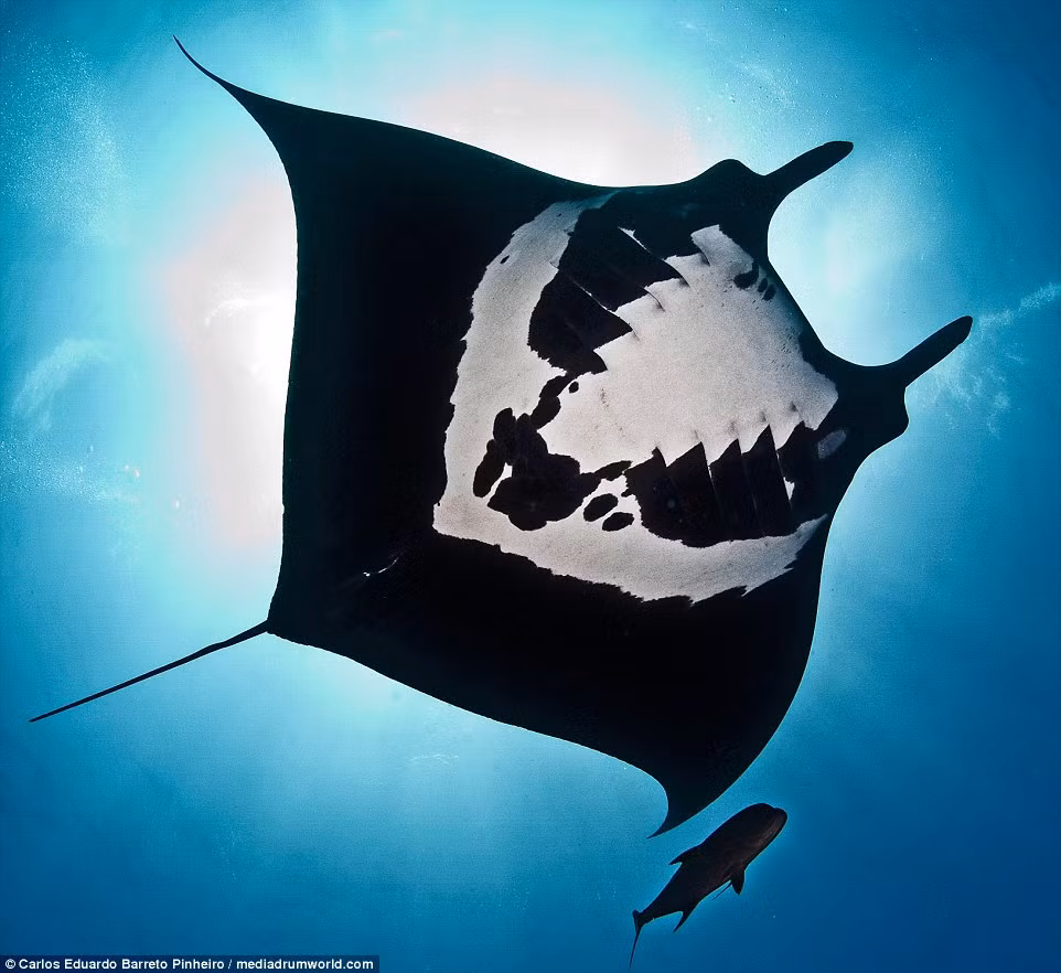 Chú cá đuối hiếm gặp này có sải cánh rộng đến 7m, dưới bụng có hoa văn đen trắng kỳ lạ, giống hệt như hình dáng của một chiếc sọ người. Ngay khi bắt gặp chú cá đuối cực ngầu này, nhiếp ảnh gia Eduardo đã nhanh tay ghi lại những hình ảnh thú vị.