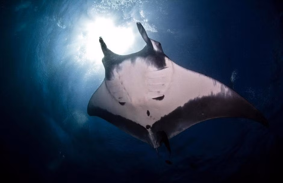 Bên cạnh chú cá đuối có ngoại hình ấn tượng đó, nhiếp ảnh gia Eduardo còn có cơ hội được bơi lội, chụp ảnh những con cá đuối khổng lồ khác. Chúng hoàn toàn thoải mái khi nhiếp ảnh gia tiếp cận và bơi gần mình.