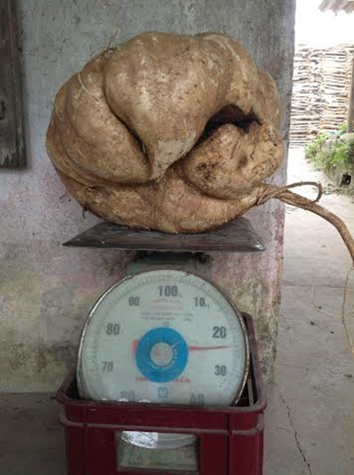 Soc phat hien cu dau khong lo nang 24kg o Bac Ninh-Hinh-2