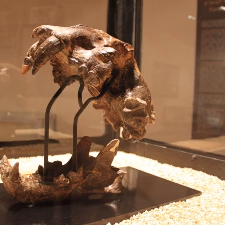 Nhà khoa học Bruce Chatwin đã phỏng đoán rằng, có thể vì chống lại loài mèo ăn thịt người này, con người đã phát minh ra giáo, một vũ khí vô cùng quan trọng trong tiến hóa của con người. Ở một khía cạnh khác, loài Dinofelis là động lực thúc đẩy sự tiến hóa của con người.