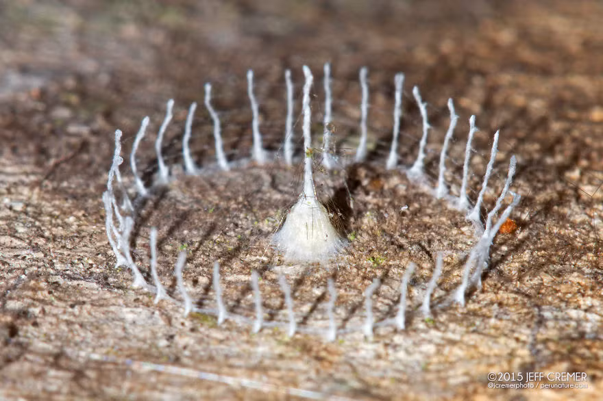 Kiến trúc mạng tơ đầy bí ẩn Web Tower với một ngọn tháp và hàng rào hình tròn hoàn hảo bao quanh bên ngoài là một trong những kiến trúc kỳ bí nhất trong thế giới động vật, thách thức những nhà khoa học tài ba nhất.