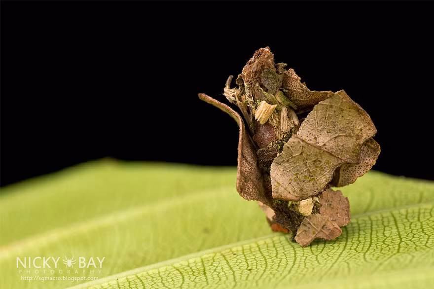 Có đôi lúc, những kiến trúc lều là sự sắp đặt một cách lộn xộn các vật liệu khác nhau. Rất có thể đây là ngôi nhà của một con côn trùng có tính nghệ sĩ, quái tính.