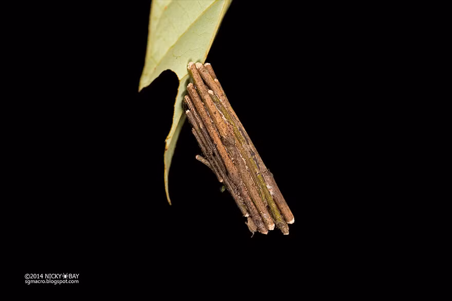 Một số kiến trúc log cabin được xây dựng một cách táo bạo, phá cách hơn khi lơ lửng giữa không trung, chỉ bám dính vào mặt dưới của chiếc lá mỏng manh. Log cabin là phong cách kiến trúc sử dụng những đoạn gỗ cắt đều hoặc không đều ghép lại.