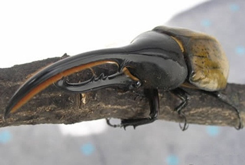 Một loài bọ cánh cứng sống ở Nam Mỹ tên là bọ cánh cứng tê giác hay bọ cánh cứng Hercules Beetle. Tên của chúng được đặt theo tên của vị anh hùng Hy Lạp, Hercules bởi chúng nổi tiếng với sức mạnh có thể nâng trọng lượng nặng gấp 850 lần trọng lượng cơ thể nó. Chiều dài cơ thể của chúng lên đến gần 15cm. Mặc dù trông khá "đầu gấu" nhưng loài côn trùng lực sĩ này có tính cách khá hiền lành, thi thoảng mới đánh nhau khi giao phối.