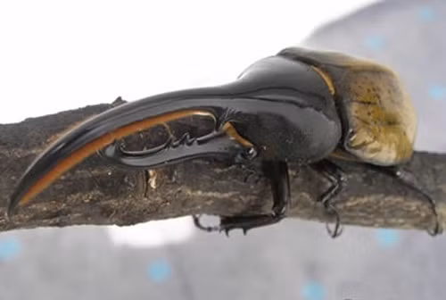 Một loài bọ cánh cứng sống ở Nam Mỹ tên là bọ cánh cứng tê giác hay bọ cánh cứng Hercules Beetle. Tên của chúng được đặt theo tên của vị anh hùng Hy Lạp, Hercules bởi chúng nổi tiếng với sức mạnh có thể nâng trọng lượng nặng gấp 850 lần trọng lượng cơ thể nó. Chiều dài cơ thể của chúng lên đến gần 15cm. Mặc dù trông khá "đầu gấu" nhưng loài côn trùng lực sĩ này có tính cách khá hiền lành, thi thoảng mới đánh nhau khi giao phối.