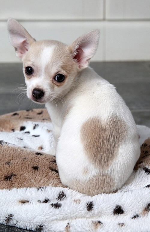 Bộ lông có biểu tượng trái tim của chú chó này khiến chú trở nên nổi tiếng, được nhiều người yêu thích.