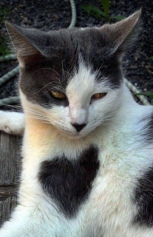 Tương tự như chú chó đáng yêu bên trên, chú mèo này có một hình trái tim cực kỳ nổi bật ngay trước ngực.