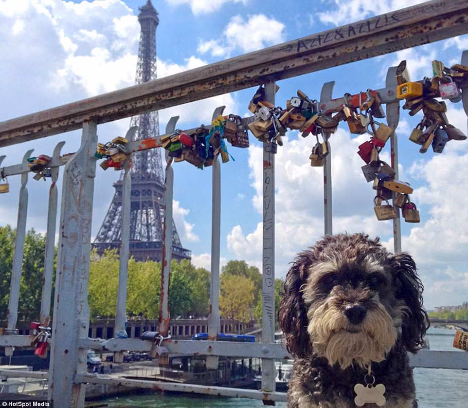 Khi được cậu chủ Justin tìm thấy, chú chó Willie đang ở trong tình trạng đói lả, kiệt sức và lang thang tìm kiếm chút thức ăn thừa.