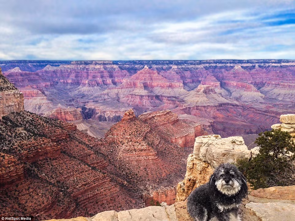 Willie khoe ảnh chụp ở Grand Canyon, Arizona.