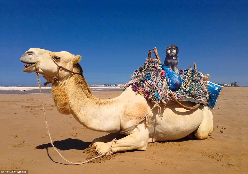 Willie khoe ảnh chụp với lạc đà ở Morocco.