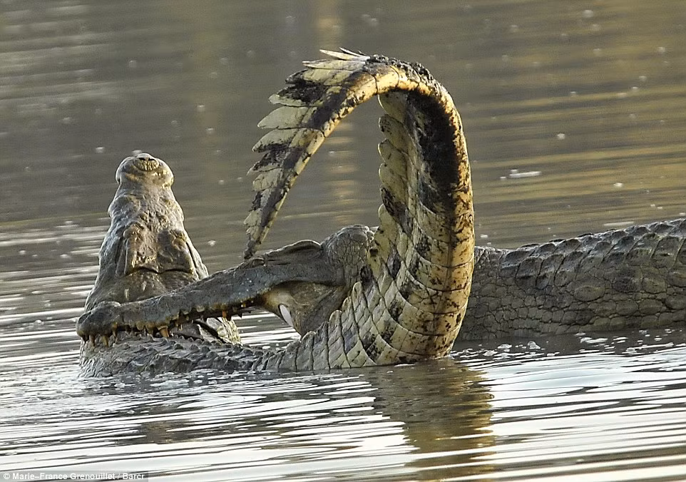 Trong ảnh con cá sấu yếu thế hơn đã phải sử dụng đuôi của mình để lật người hòng trốn thoát khỏi những chiếc răng sắc nhọn của đối thủ.