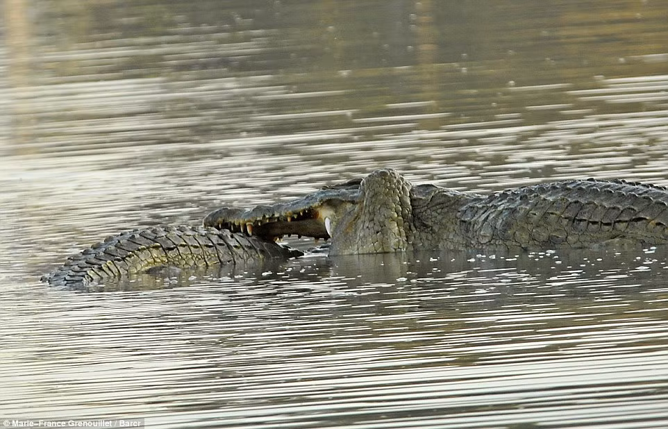 Có thể thấy trong cuộc tranh hùng của hai con cá sấu đã có một con trở nên yếu thế hơn, con còn lại tung những cú đớp liên tục về vùng đầu và cổ của đối thủ, hàm răng dính đầy máu của nó khiến người xem rùng mình.