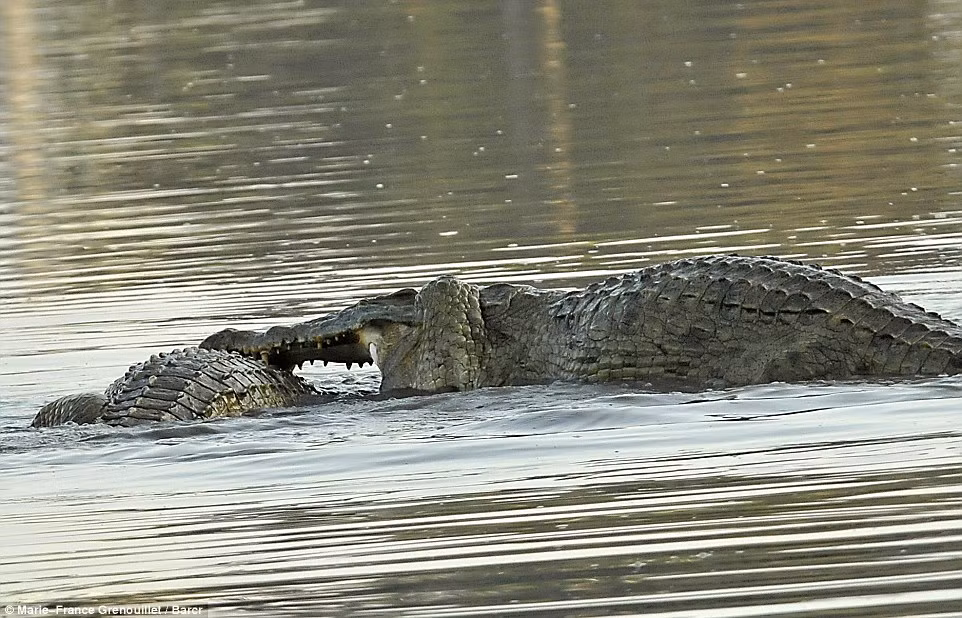 Cá sấu còn được mệnh danh là sát thủ máu lạnh vì có thể sẵn sàng xuống tay với đồng loại của mình chỉ vì đói bụng hoặc tranh chấp.