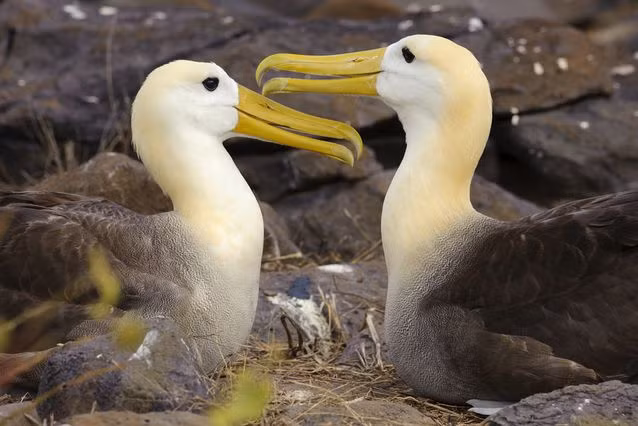 6. Chim hải âu, hải âu có thể bay rất xa, tuy vậy chúng luôn quay về tìm bạn đời đã gắn bó với mình bấy lâu để sinh sản, duy trì nòi giống chứ không giống những loài chim khác, "gây giống" khắp mọi nơi. Sự chung thủy của loài chim này được thử thách qua nhiều năm mà không hề suy chuyển.