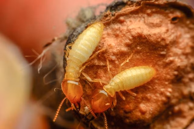 7. Mối, Trong một đàn kiến, kiến chúa sẽ giết chết những kiến thợ đã giao phối với mình nhưng đối với một số loài mối, một con mối chúa tức mối hậu có xu hướng kết đôi, chung thủy trọn đời với con mối đực đã giao phối với mình. Về phần con mối đực được lựa chọn để giao phối, nó nghiễm nhiên trở thành mối vua và cùng cai quản vương quốc với vợ của mình.