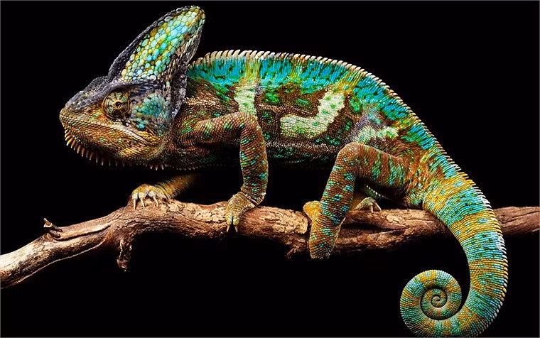 Đầu tiên, tắc kè đổi màu để điều chỉnh nhiệt độ cơ thể phù hợp với môi trường xung quanh. Khi trời nắng nóng, những màu sắc tươi sáng sẽ phản sáng, chống nóng tốt hơn, khi trời lạnh những màu có sắc độ đậm, màu tối sẽ hấp thụ ánh nắng, nhiệt độ tốt hơn và dường như tắc kè biết điều đó.