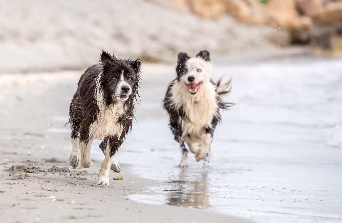 Sau đó, Nikki và Simon đã đón một chú chó khác cùng giống Border Collie về nuôi và đặt tên là Billie, chăm sóc Billie thật tốt để cố gắng khỏa lấp nỗi buồn mất Sam.