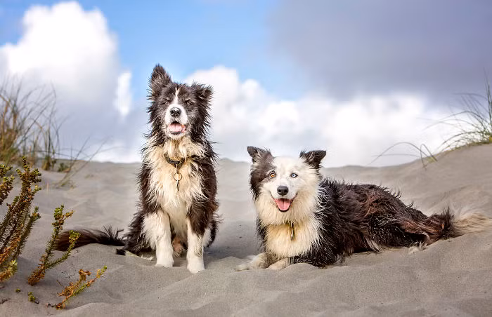 Sam là một chú chó giống Border Collie, thuộc sở hữu của Nikki và Simon, rất đáng yêu và thân thiện. Sam được chủ nhân của mình yêu thương và chăm sóc không thiếu một thứ gì, sống cuộc sống mà nhiều con chó ao ước.