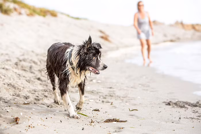 Thời đó, Facebook chưa tồn tại nên việc tìm kiếm Sam gặp rất nhiều khó khăn. Nikki và Simon liên tục rải những tờ rơi tìm kiếm chó cưng của mình nhưng không có hồi âm. Họ tuyệt vọng và chấp nhận Sam đã hoàn toàn biến mất.