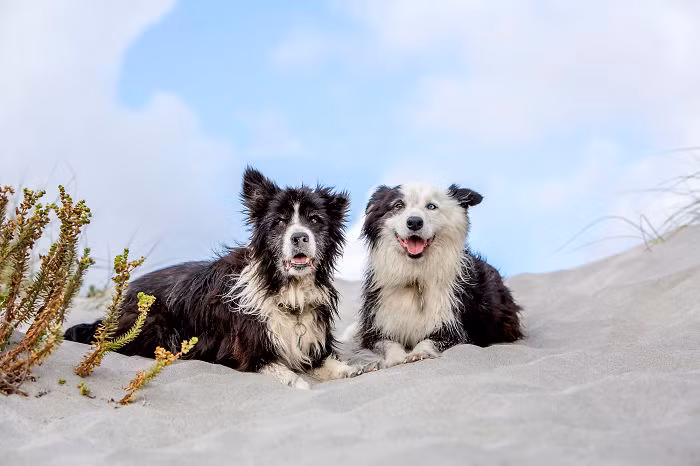 Tuy vậy, biến cố đến bất ngờ vào một ngày u ám, khi Sam mất tích không một dấu vết. Không ai nhìn thấy Sam bị bắt đi như thế nào hay Sam chạy theo ai.