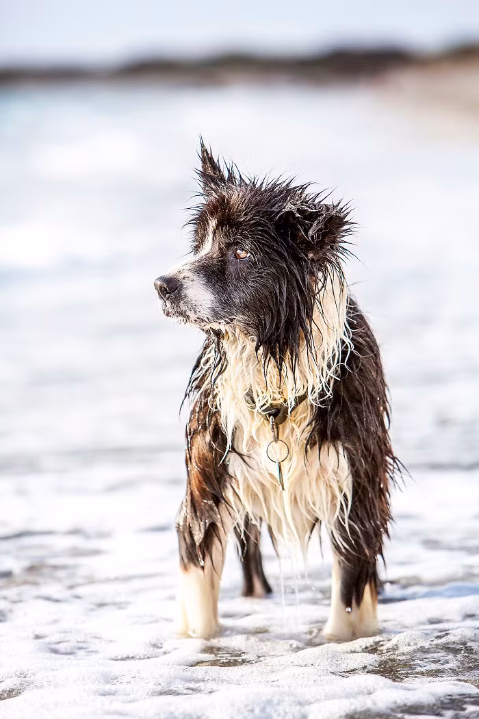 Thời gian cứ thế trôi đi nhưng thật không ngờ, 7 năm sau Nikki và Simon nhận được một cuộc điện thoại định mệnh của tổ chức cứu hộ động vật WISH Animal Rescue ở Perth, Tây Australia thông báo rằng họ tìm được Sam, tuy nhiên tình trạng của Sam khá tệ, chú chó tội nghiệp có rất nhiều vết thương bị nhiễm trùng và xuất hiện bệnh trạng khó chữa.