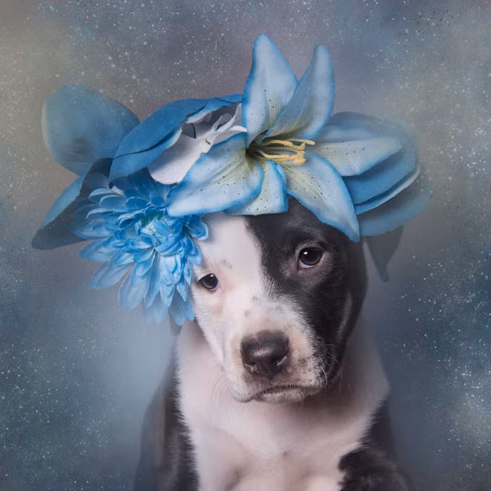 Loạt ảnh này đã thực sự thay đổi nhận thức của mọi người về giống chó Pit bull vốn bị gắn tiếng ác, hung dữ.