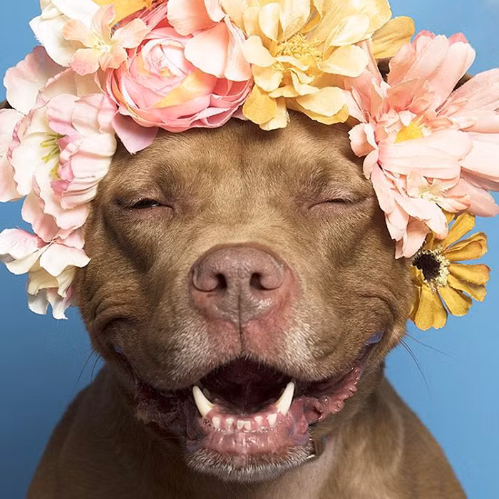 Qua loạt ảnh của mình, nhiếp ảnh Sophie đã chứng thực cho mọi người thấy, những chú chó Pit bull cũng giống như bao chú chó khác, trung thành, đáng yêu, cần được chăm sóc, bảo vệ và yêu thương.