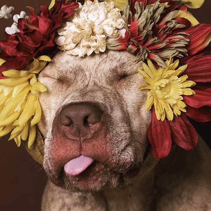 Theo nhiếp ảnh gia tài năng này, có khoảng 800.000 đến 1.000.000 con chó bull các loại bị ban cho cái chết nhân đạo ở Mỹ mỗi năm. Ở các quốc gia khác, chúng cũng phải chịu số phận tương tự.