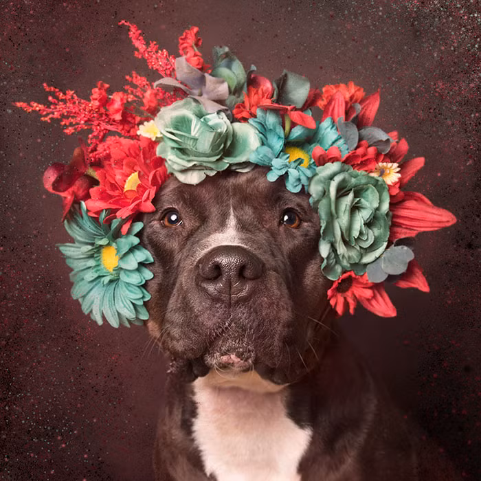 Nếu bạn muốn biết thêm về dự án nhiếp ảnh nghệ thuật này chỉ cần gõ cụm hashtag #PitBullFlowerPower, trên các phương tiện truyền thông xã hội sẽ tràn ngập những hình ảnh vô cùng đáng yêu của những chú chó Pit bull khoe sắc cùng hoa.