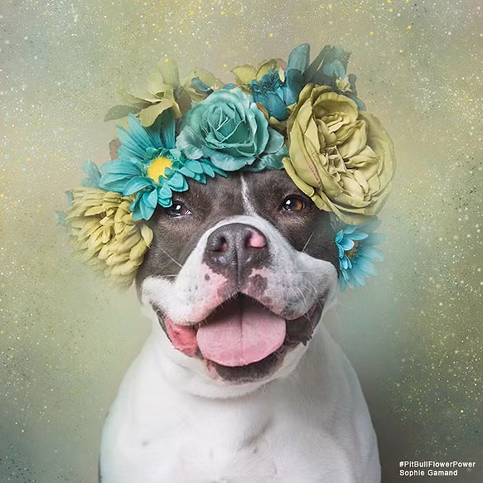 Đồng thời, dự án cũng là một tiếng nói mạnh mẽ, bảo vệ cho những con chó đáng yêu, vô tội này. Nhờ sự ủng hộ, chia sẻ, lan tỏa liên tục trên các phương tiện truyền thông xã hội, dự án nhiếp ảnh đầy ý nghĩa của nhiếp ảnh gia Sophie ngày càng được nhiều người biết đến.