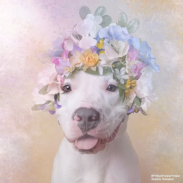 Xem thêm một số hình ảnh siêu đáng yêu khác về chó Pit bull do nhiếp ảnh gia Sophie Gamand thực hiện.