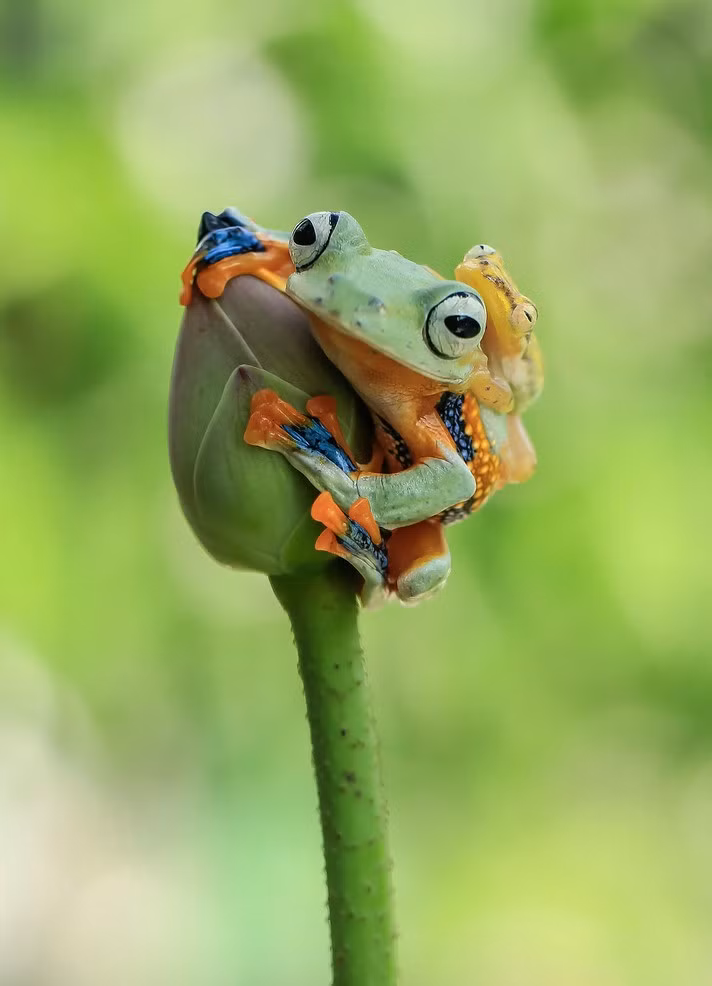 Tuy vậy, chỉ được ít phút, nó lại leo ngay lên lưng ếch cây, tiếp tục tận hưởng sự vui thú khi được ếch cây tốt bụng cõng.