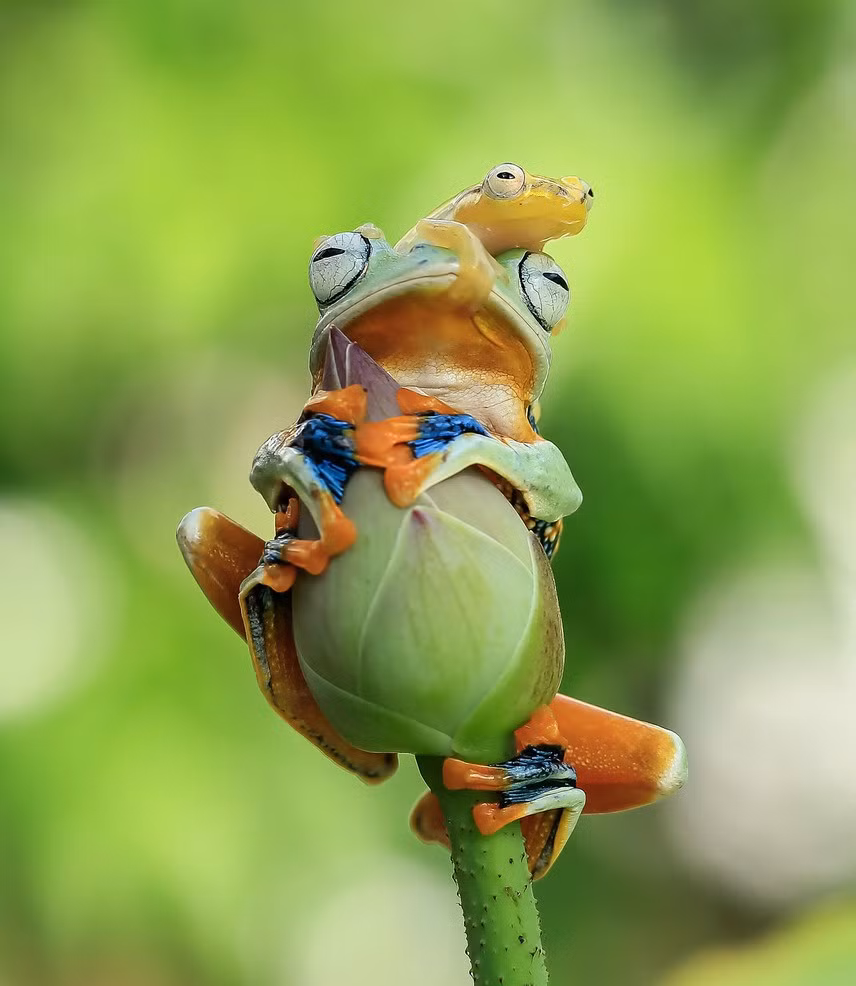 Cảnh tượng ngộ nghĩnh ếch cây cõng ếch thủy tinh được nhiếp ảnh gia Tanto Yensen chụp được ở Jakarta, Indonesia.