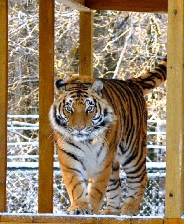 Khi không thấy một thành viên trong nhóm, ngay lập tức chúng sẽ nháo nhác đi tìm cho đến khi nhìn thấy mới yên tâm. Hiện cả ba đều đã lớn tuổi và có phần chậm chạp hơn ngày trước nhưng chúng vẫn luôn sống rất vui vẻ, lạc quan và gắn bó với nhau.