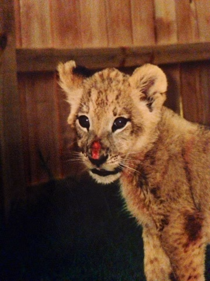 Ba anh em gấu, sư tử và hổ đều mắc chứng sợ hãi, suy dinh dưỡng trầm trọng, thân mình có nhiều vết thương, bị nhiễm ký sinh trùng cả trong cơ thể và ngoài da.