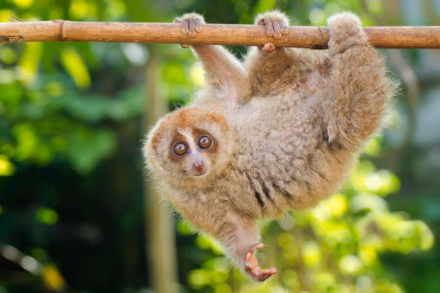 Loài khỉ này có thể tiết ra một mùi hương cơ thể khá thú vị ở gần khuỷu tay của chúng. Những con đực sử dụng mùi hương này để đánh dấu, bảo vệ lãnh thổ của họ và thu hút bạn tình. Những con cái cũng thích giao phối với con đực có mùi hương quen thuộc.