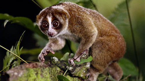 Ở nước ta, loài khỉ nhỏ quý hiếm hay cu li nhỏ được xếp vào danh mục các loài động vật nghiêm cấm khai thác, sử dụng vì mục đích thương mại. Ước tính chỉ có khoảng 72.000 con sống trong môi trường hoang dã và 200 được nuôi nhốt.