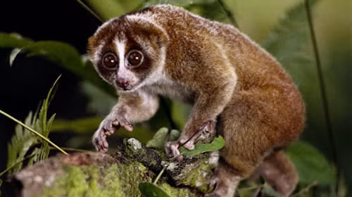 Ở nước ta, loài khỉ nhỏ quý hiếm hay cu li nhỏ được xếp vào danh mục các loài động vật nghiêm cấm khai thác, sử dụng vì mục đích thương mại. Ước tính chỉ có khoảng 72.000 con sống trong môi trường hoang dã và 200 được nuôi nhốt.