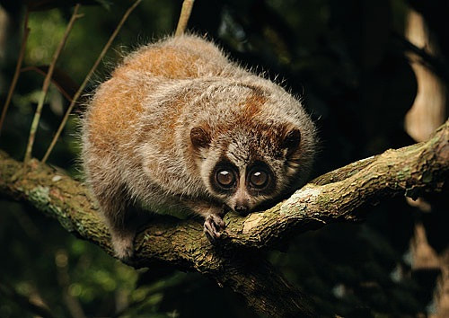 Hiện Nycticebus pygmaeus là loài nguy cấp do nơi cư trú bị chia cắt và ngày càng bị thu hẹp. Chúng đồng thời cũng là loài khỉ có giá trị khoa học và thẩm mỹ cao nên tình trạng săn bắn vẫn tiếp tục.