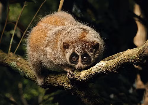 Hiện Nycticebus pygmaeus là loài nguy cấp do nơi cư trú bị chia cắt và ngày càng bị thu hẹp. Chúng đồng thời cũng là loài khỉ có giá trị khoa học và thẩm mỹ cao nên tình trạng săn bắn vẫn tiếp tục.