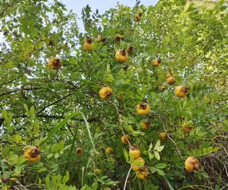 Lê gai - Quả dại đầy gai giàu dinh dưỡng - Hình 2 Le gai - Qua dai day gai giau dinh duong-Hinh-2